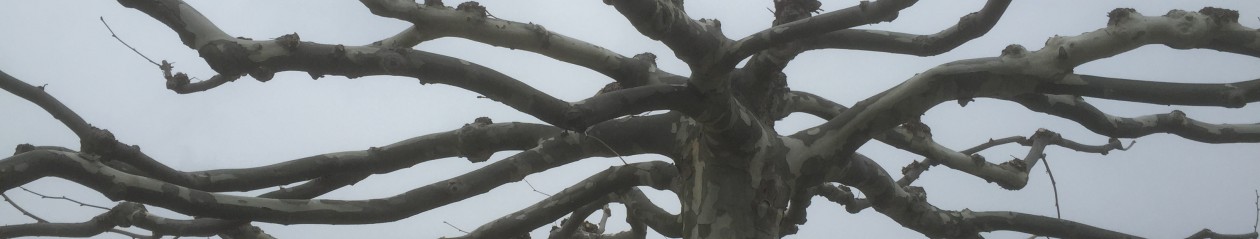 Fairtrade Development Organisation